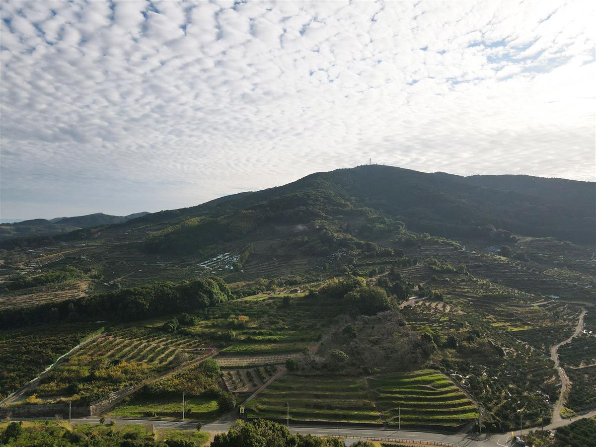 半高山周辺の段々畑