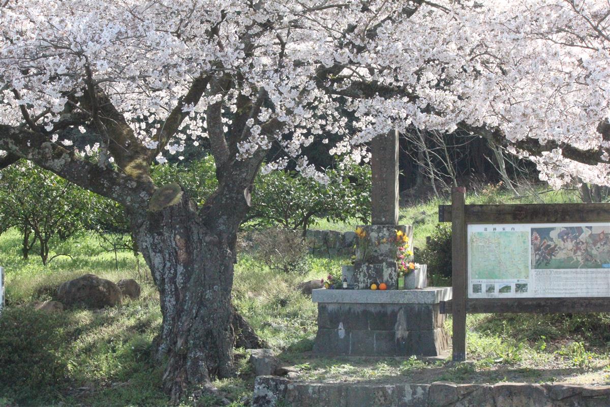 篠原国幹戦没の地（桜）