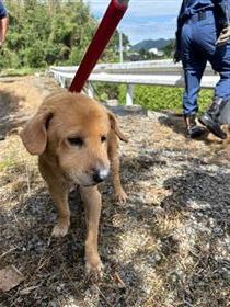 0929保護犬