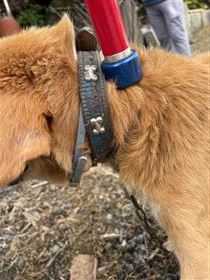 0929保護犬首輪
